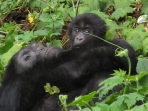 gorilla di 4 mesi